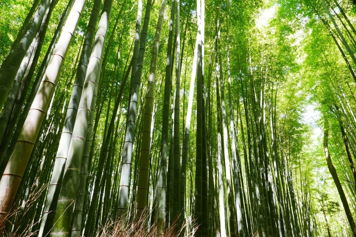 bamboo-2074751_1280